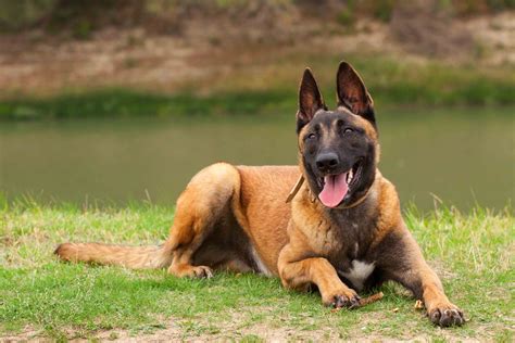 images of belgian malinois dogs